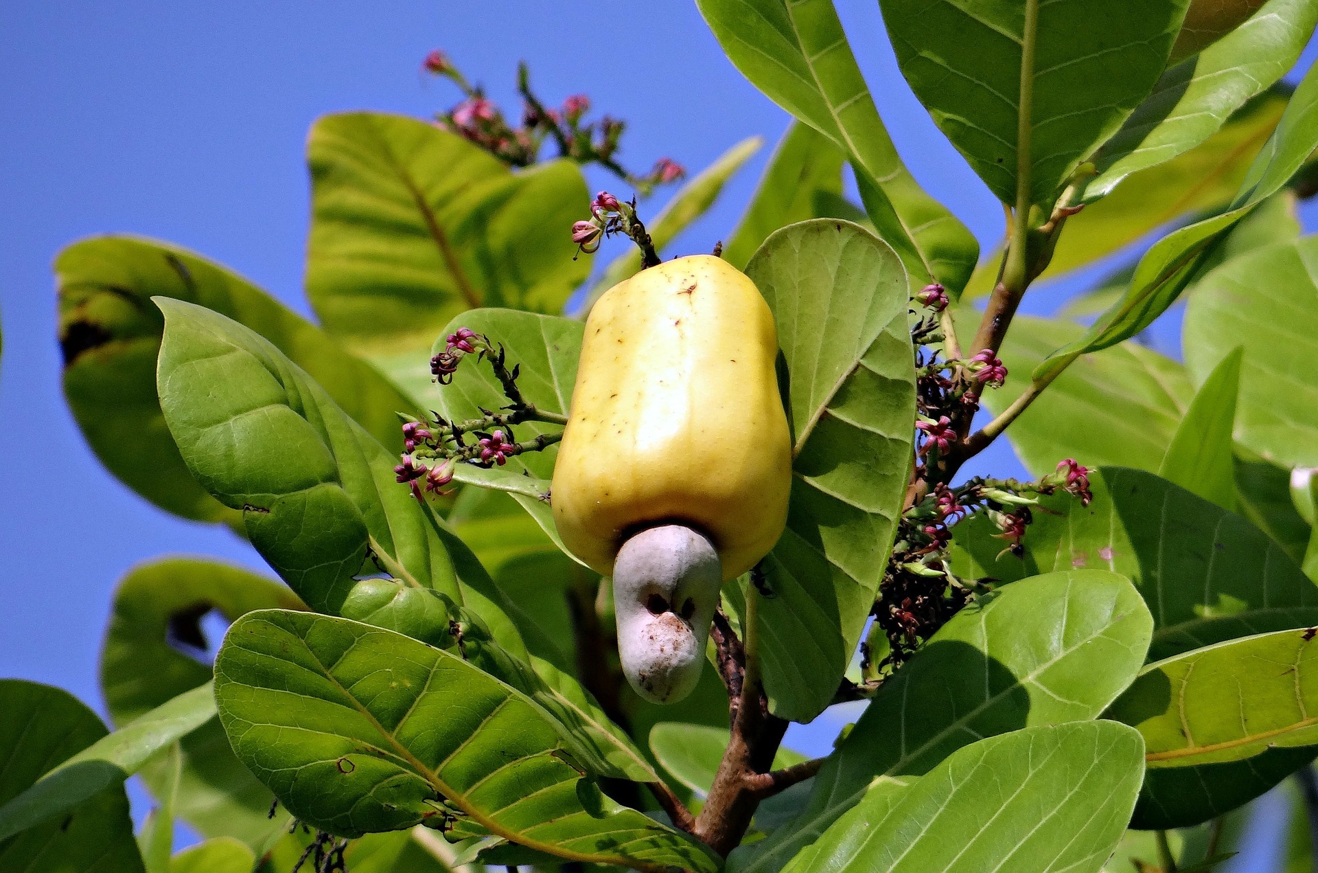 Plantas Raras