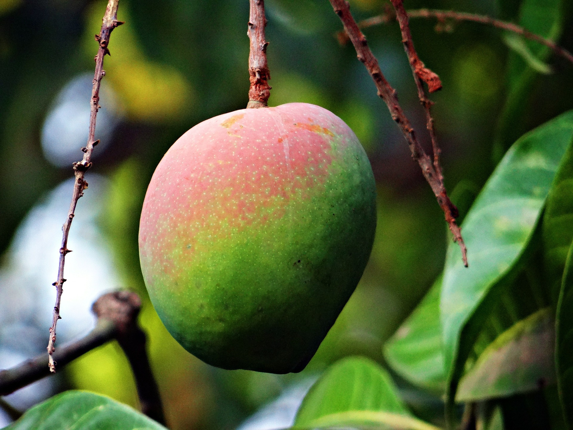 Árvores Tropicais