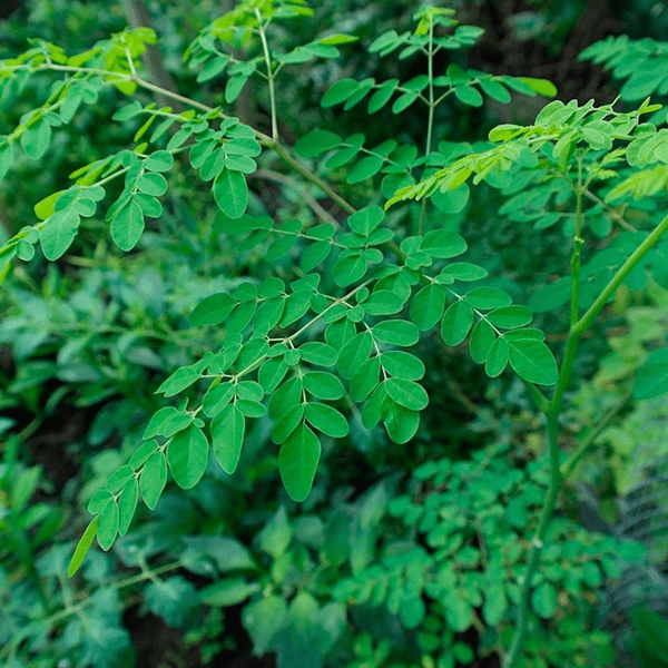 moringa branca
