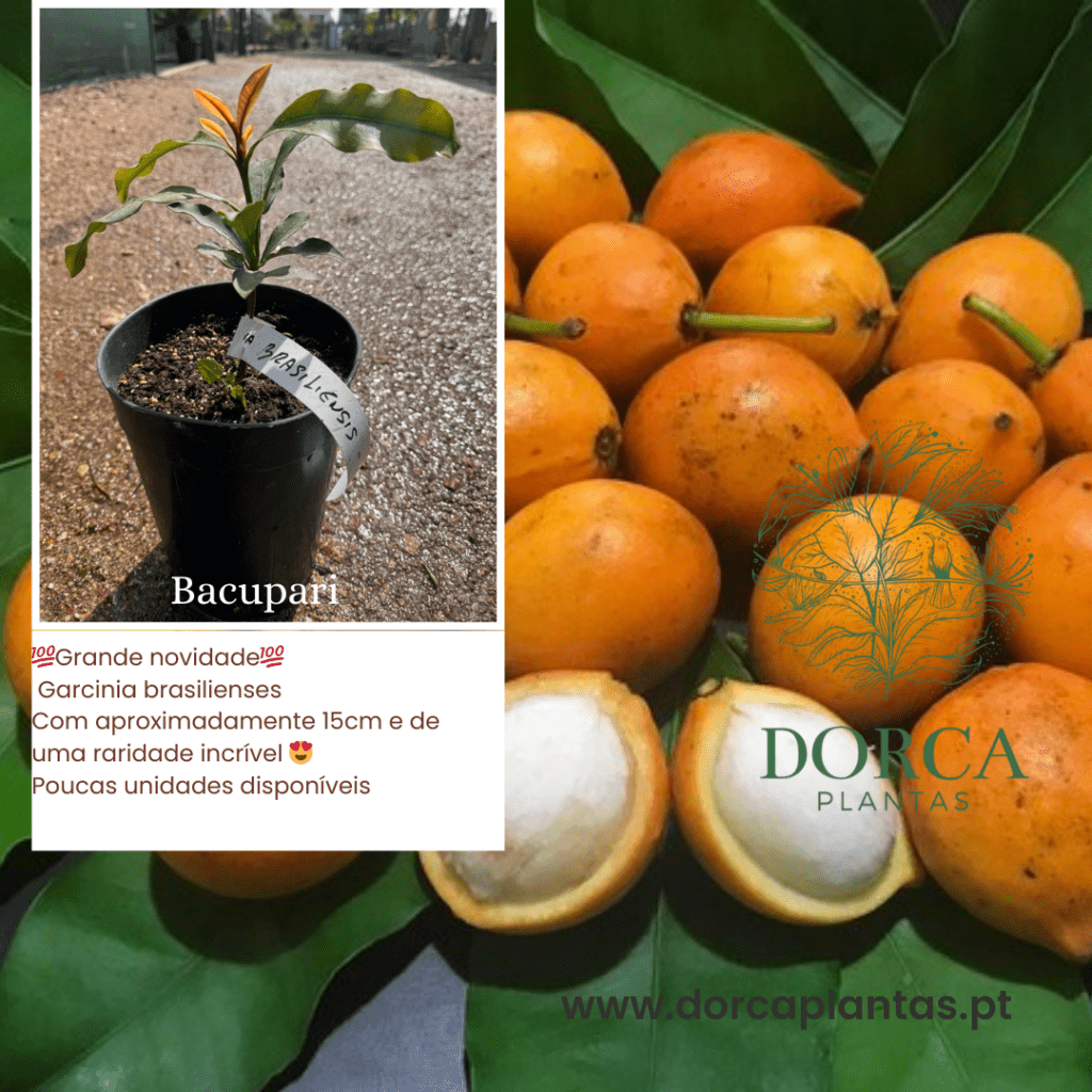 Bacupari - Dorca Plantas