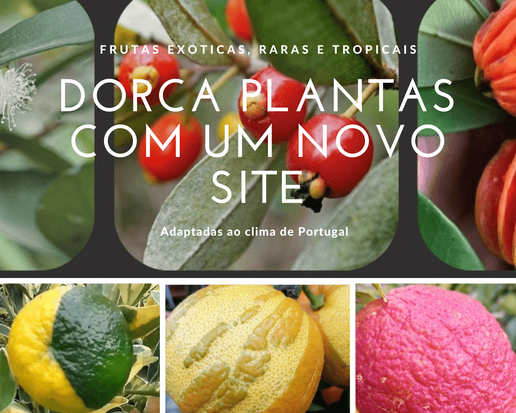 Colagem de fotos de aventuras ao ar livre.png