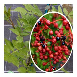pimenta-de-sichuan-zanthoxylum-piperitum