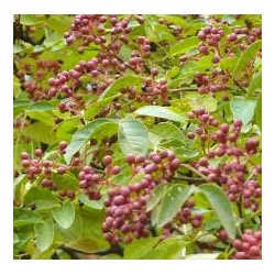 pimenta-de-sichuan-zanthoxylum-simulans
