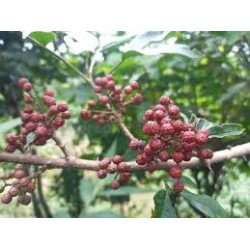 pimenta-timut-zanthoxylum-armatum
