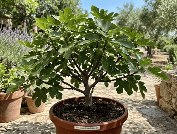 Figueira Vaso 25L 600