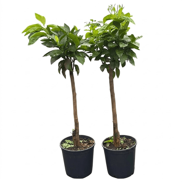 Laranja barberina png