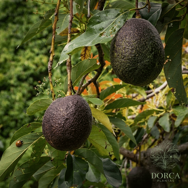 Abacate Hass